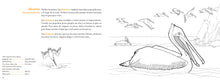 Cargar imagen en el visor de la galería, Conoce las aves tropicales. Libro para colorear